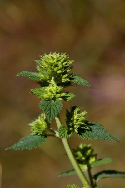 LEVEZ-LE-PIED-SUR-LE-MONT-LOZERE-SECRETS-DE-PLANTES-DU-MONT-LOZERE-8211-29-08-2025-8211-Mont-Lozere-et-Goulet_2993938