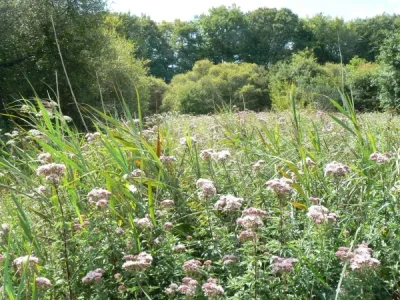 LEspace-Naturel-Sensible-Marais-de-Chavannes-8211-Chavannes_1734505