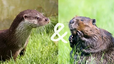LOUTRE-ET-CASTOR-DU-THOUET-8211-25-07-2025-8211-Thouars_2173569