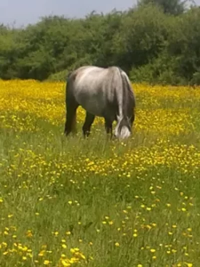 La-Brenne-a-cheval-circuits-en-marguerite-au-depart-du-centre-equestre-et-gite-de-l039Epineau-8211-Ruffec_1391267