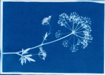 La-Cour-des-Ars-Atelier-Cynotype-8211-07-07-2025-8211-Tulle_2556540