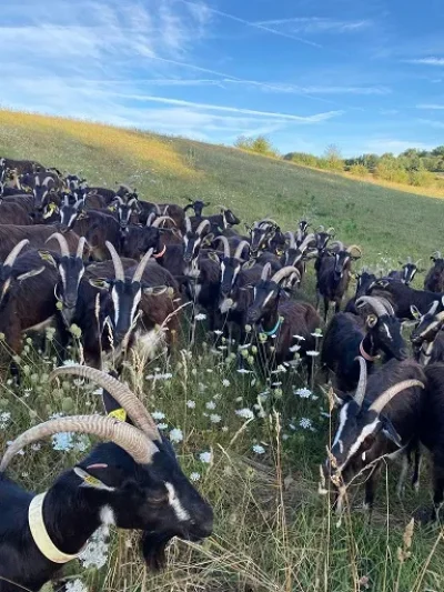 La-Ferme-collective-de-la-Tournerie-fete-ses-10-ans-Visites-guidees-de-la-ferme-8211-14-06-2025-8211-Coussac-Bonneval_2719574