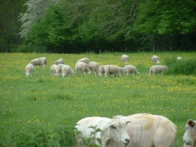 La-Ferme-de-la-Vallee-de-la-Brame-8211-porc-agneau-8211-Oradour-Saint-Genest_2092321