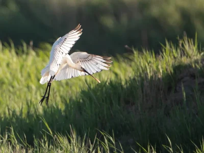 La-Fete-de-la-nature-8211-Portes-Ouvertes-a-Terres-d039Oiseaux-8211-24-05-2026-8211-Braud-et-Saint-Louis_3151821