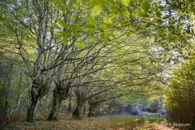 La-Foret-Domaniale-des-Abbayes-8211-Verneuil_3026163