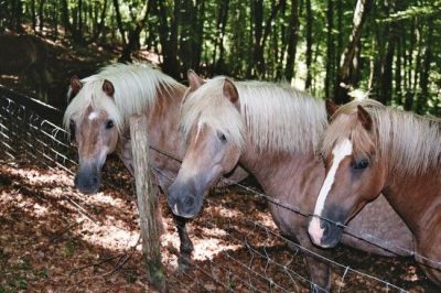 La-Jumenterie-Pastorale-8211-Gite-Accueil-Paysan_106803
