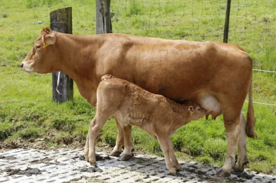 La-Limousine-de-Laetitia-et-Marc-8211-Viande-bovine-limousine-8211-Saint-Martin-le-Mault_2091734