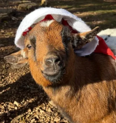 La-Magie-de-Noel-au-Parc-Animalier-de-Gramat-8211-26-12-2025-8211-Gramat_3307895