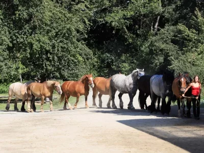 La-Michaudiere-8211-Ferme-du-Cheval-de-Trait_555272