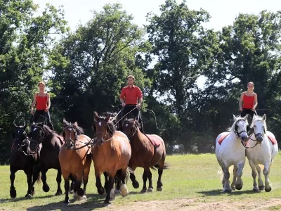 La-Michaudiere-8211-Ferme-du-Cheval-de-Trait_691250