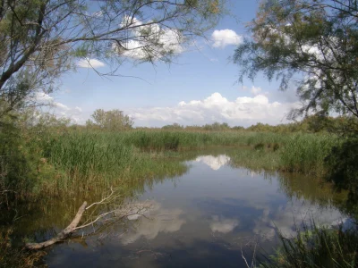 La-Reserve-Naturelle-regionale-du-Scamandre-8211-Vauvert_2233448
