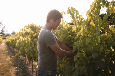 La-Route-des-Vins-en-Terre-de-Provence-8211-Maillane_2251823