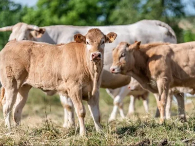 La-Tournee-des-Fermes-8211-Ferme-Lang-8211-28-09-2025-8211-Ormersviller_3090597