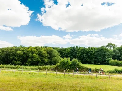 La-foret-et-ses-secrets-8211-Boucle-velo-67-8211-Savigne-sur-Lathan_3433849