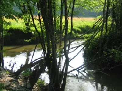 La-foret-galerie-du-Ciron_592783