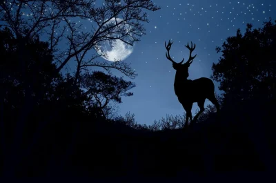 La-nocturne-du-brame-8211-19-09-2025-8211-Mathaux_3020542