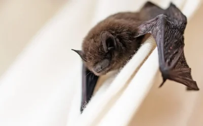 La-nuit-internationale-de-la-chauve-souris-8211-29-08-2026-8211-Ecluzelles_3463859
