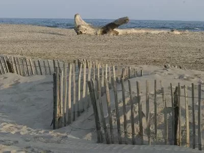 La-plage-d039Arles-8211-Plage-de-Piemanson_723454