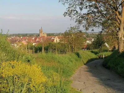 La-promenade-du-Grand-Cru-Vorbourg_23475