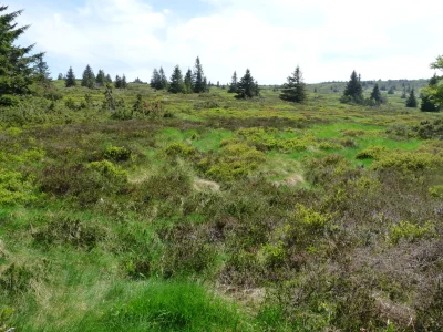 La-reserve-naturelle-du-Tanet-gazon-du-faing-8211-Le-Valtin_2590943