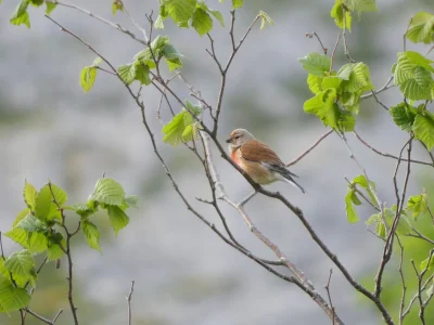 La-symphonie-des-oiseaux-8211-30-04-2025-8211-Cazeres-sur-l039Adour_2238020