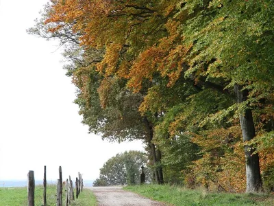 La-voie-romaine-8211-Woelfling-les-Sarreguemines_3533475