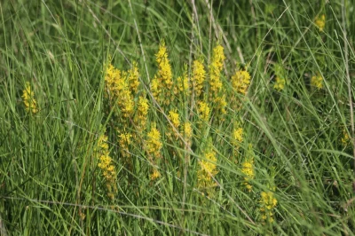 Landes-humides-du-bois-de-la-Seube-8211-Mazerolles_2108548