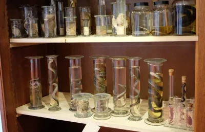 Le-Cabinet-des-curiosites-8211-Montoire-sur-le-Loir_3515958