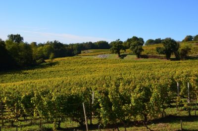 Le-Coteau-des-Vignes_121495
