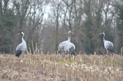 Le-Grand-voyage-des-Grues-cendrees-en-famille-8211-24-10-2025-8211-Rosnay_2585049