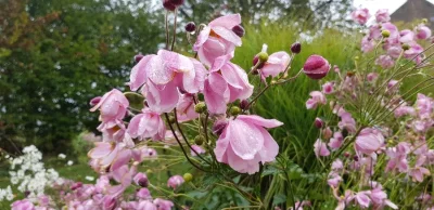 Le-Jardin-des-plantes-du-Mourot-8211-Cassagnes-Begonhes_2232867