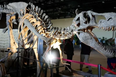 Le-Musee-Ephemere®-des-dinosaures-8211-Parc-des-Expositions-8211-Limoges-8211-13-09-2025-8211-Limoges_2976108