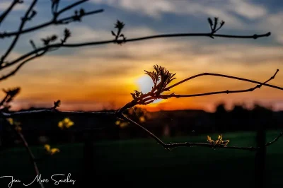 Le-Nid-du-Coucou-8211-Cocumont_3084118