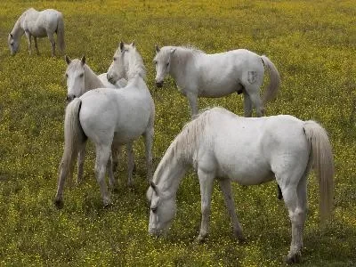 Le-Sambuc-Le-cheval-la-Camargue-et-le-riz_715589