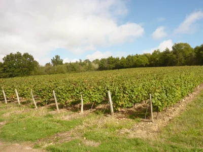 Le-Vignoble-retrouve-8211-Le-Menoux_1693613