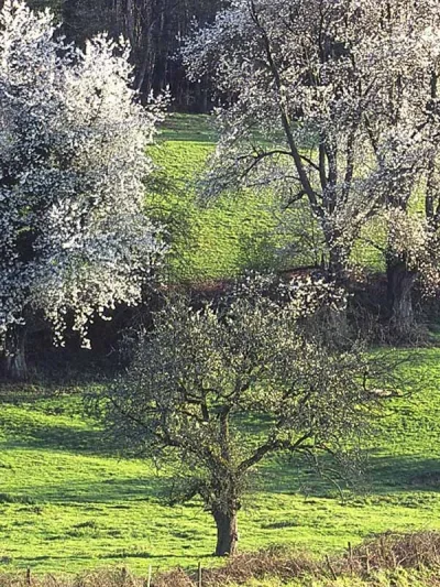 Le-bois-de-Grandmont-8211-Charbonnieres_2651898