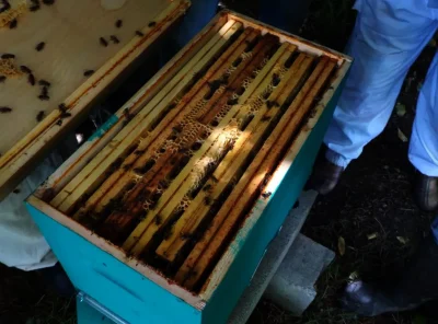 Le-jardin-aux-abeilles-a-Magnac-Bourg-8211-Magnac-Bourg_2438437