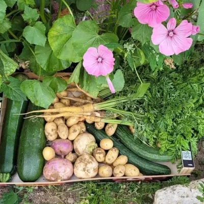 Le-jardin-bio-de-Mathilde-8211-Saint-Quentin-le-Petit_2486125