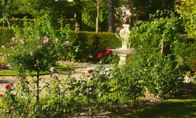 Le-jardin-de-roses-du-chateau-8211-Saint-Jean-le-Blanc_3222123