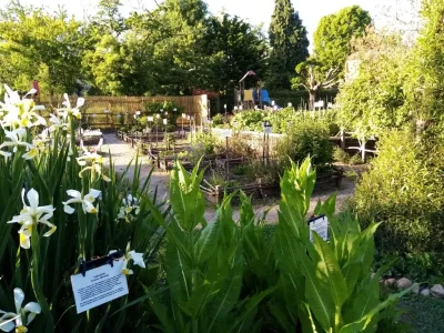 Le-jardin-medieval-de-Cardaillac-fete-ses-20-ans-8211-08-06-2025-8211-Cardaillac_2701904
