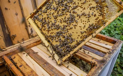 Le-miel-et-les-abeilles-8211-20-08-2026-8211-Broue_3464874
