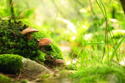 Le-monde-des-champignons-8211-22-10-2026-8211-Belin-Beliet_3707785