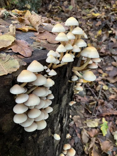 Le-monde-mysterieux-des-champignons-8211-06-11-2025-8211-Grenade-sur-l039Adour_3108141