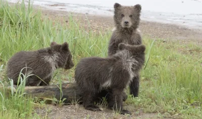 Le-reflet-d039une-femme-dans-le-regard-d039un-ours-8211-13-11-2025-8211-Venelles_3179209
