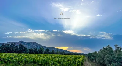 Les-Afterworks-du-Domaine-des-Alpilles-8211-Aureille_2838274