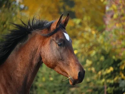 Les-Chevaux-de-La-Lande-8211-Genille_1714823