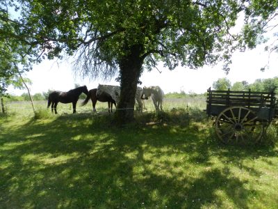 Les-Crins-du-Col_178344