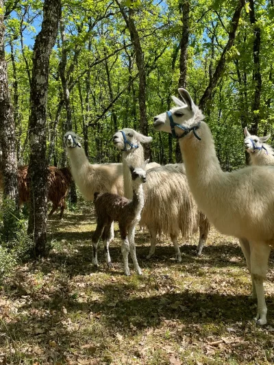 Les-Lamas-de-Pechzen-8211-Randonnee-en-autonomie-avec-un-lama_1134153