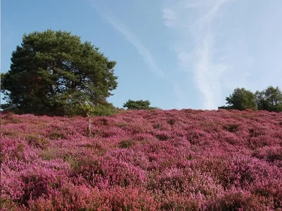 Les-Landes-du-Tertre-Bizet-et-de-la-Tablere_614033