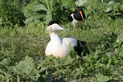Les-Oiseaux-du-Marais-Poitevin-Parc-Ornithologique_1135617